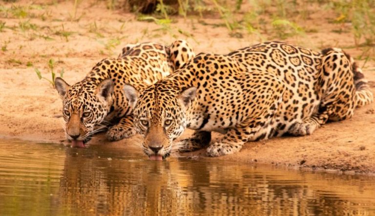 Viagens exclusivas ao Pantanal revertem doações para a preservação de onças-pintadas