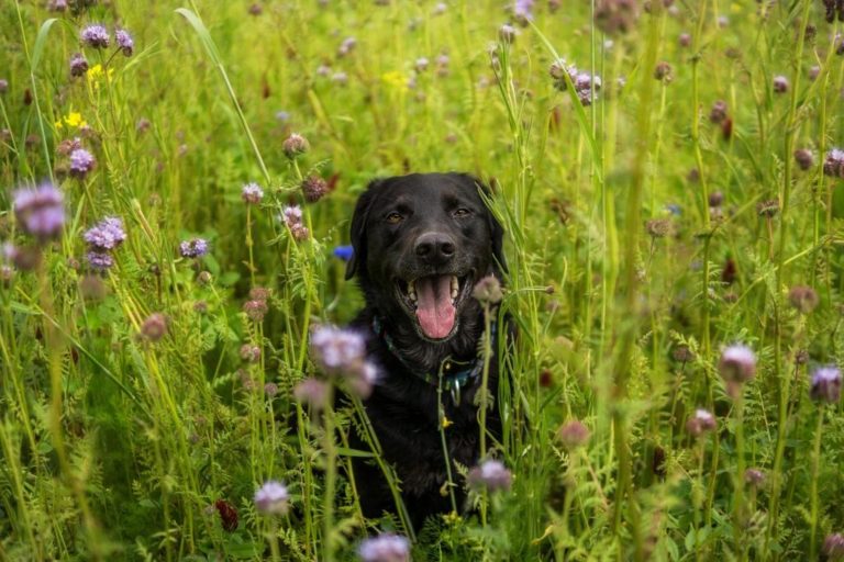 Especialista dá dicas de como manter a saúde dos pets em dia durante a primavera