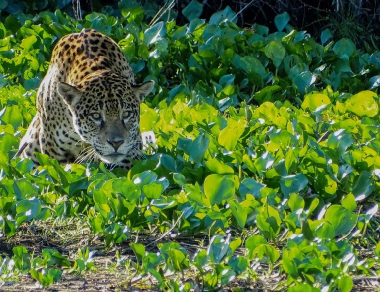 Dia Nacional da Onça-Pintada busca conscientizar sobre a importância ecológica, econômica e cultural da espécie