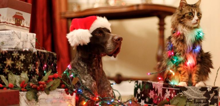 Decoração de Natal deve ser segura também para os pets