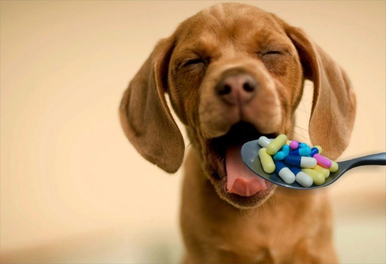 Mercado Pet de medicamento deve voltar a crescer em 2021