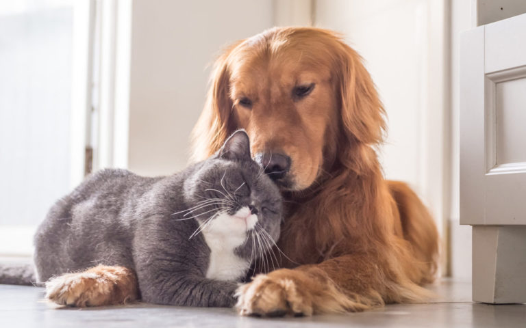 Conheça os benefícios da castração de cães e gatos
