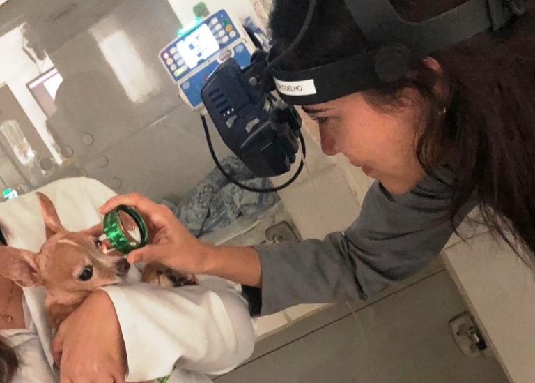 Uberlândia conta com médica pioneira no Brasil em oftalmologista veterinária integrativa