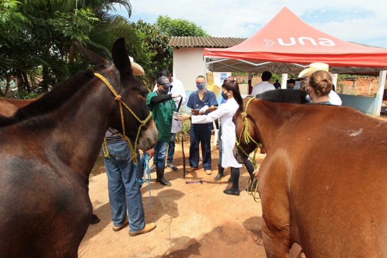 UNA realiza atendimento veterinário a animais de tração neste sábado (23)