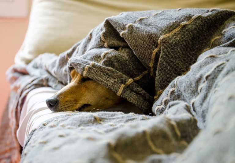 Florais para pet: produtos que trazem mais qualidade de vida para os cães
