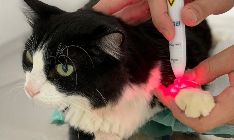 Laser e Led garantem tratamento rápido e indolor aos animais