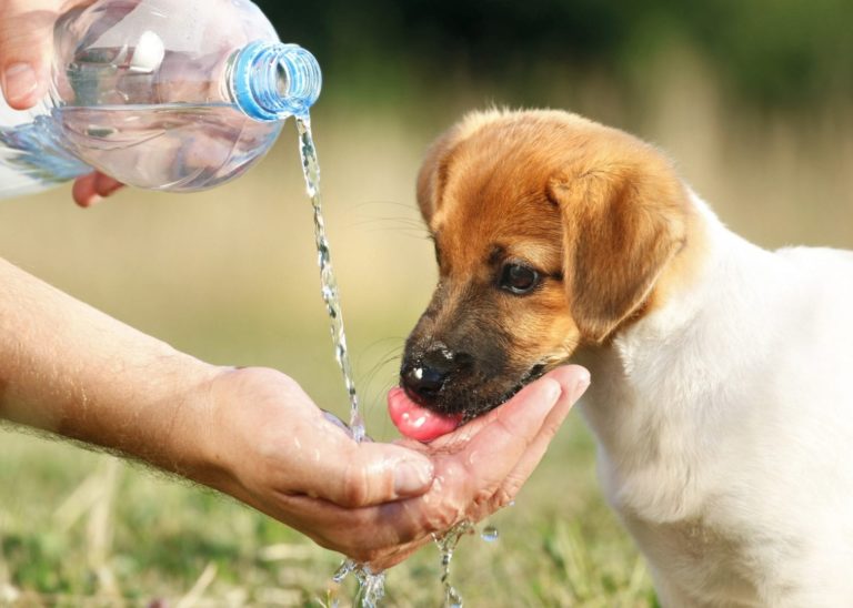 Especialista orienta e dá dicas de cuidados importantes com os pets durante o verão