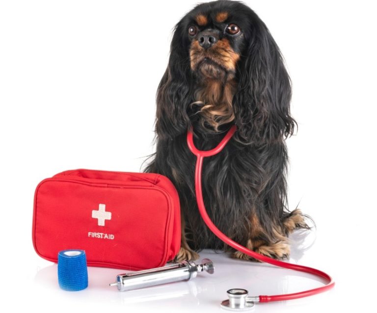 Primeiros socorros dos pets: Como proceder?