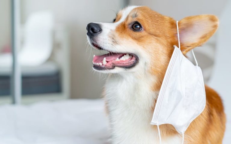 Rotinas são importantes para os pets mesmo em tempos de pandemia