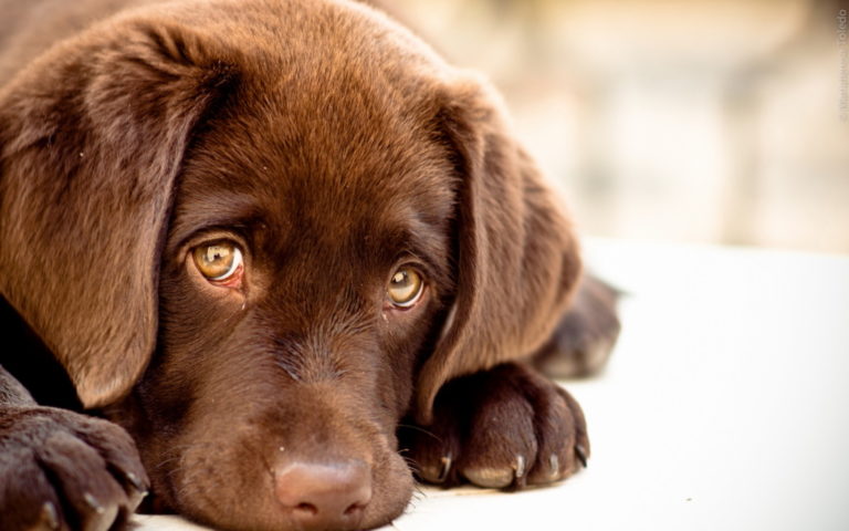 Atenção: seu cão pode estar com leishmaniose e você não percebeu