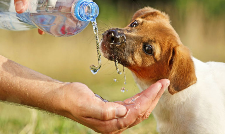 Como prevenir e identificar doenças renais nos pets