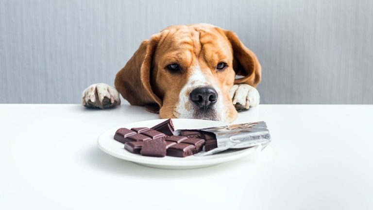 Páscoa pet: cachorros podem consumir chocolate?