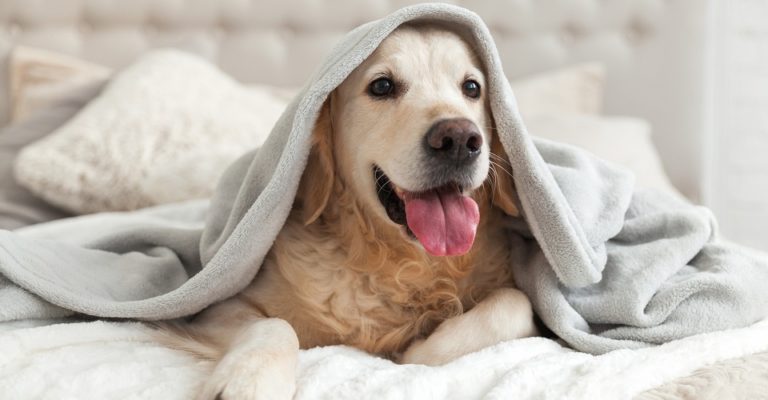 5 dicas para entreter seu pet na quarentena
