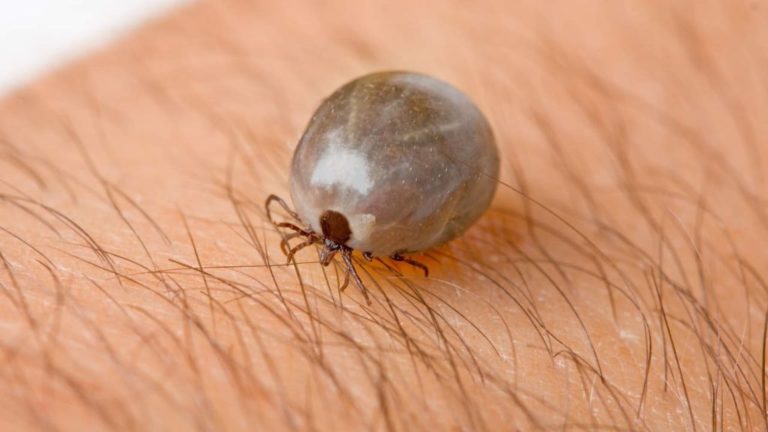 Proliferação de carrapatos e pulgas aumenta em períodos de calor e umidade