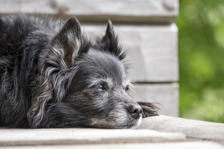 Diagnóstico precoce e tratamento eficaz auxiliam na qualidade de vida em cães com insuficiência cardíaca congestiva (ICC)