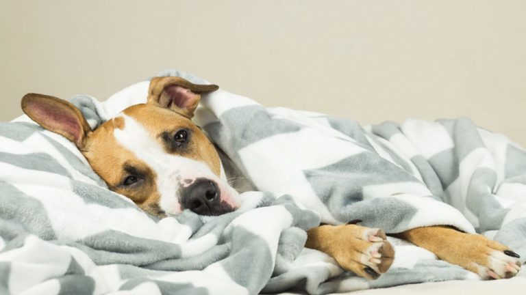 Um em cada cinco cachorros vai desenvolver câncer