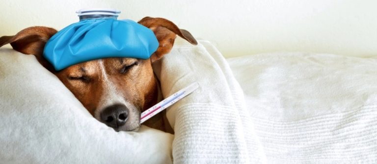 Tosse dos Canis: entenda o que é essa zoonose comum em dias frios