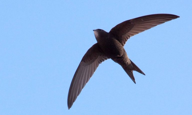 Corte de asas e “pisões” são as principais causas de emergência veterinária para aves pet