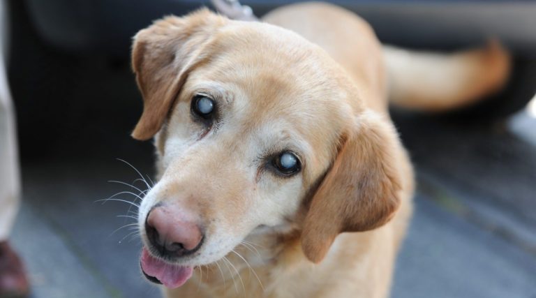 Glaucoma e catarata: saiba como essas doenças podem afetar cães e gatos