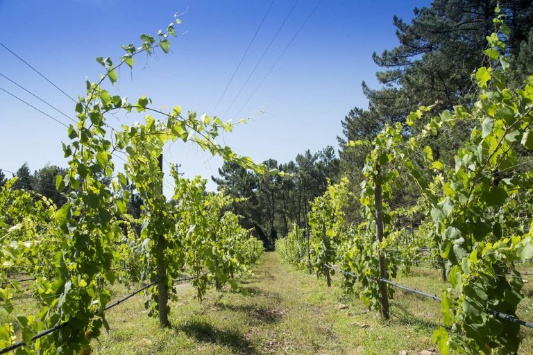 Região dos Vinhos Verdes: conheça a história e gastronomia