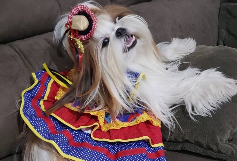 Pets não ficam de fora das festas juninas