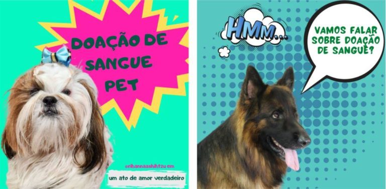 Doação de sangue para pets é tema de campanha de incentivo