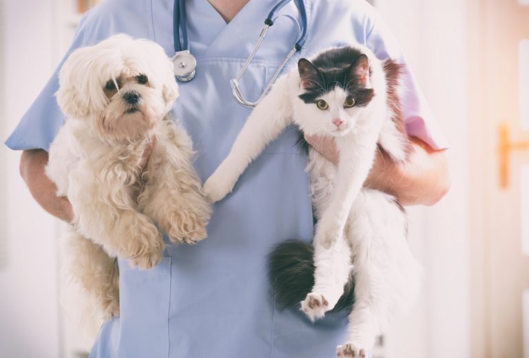 A importância da saúde pública para pets