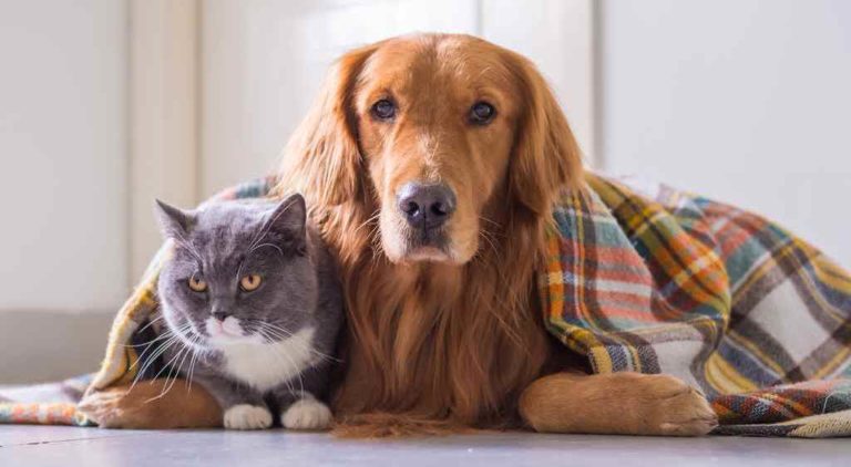 Cuidados com os pets no inverno: saiba como cuidar do seu animalzinho na época mais fria do ano