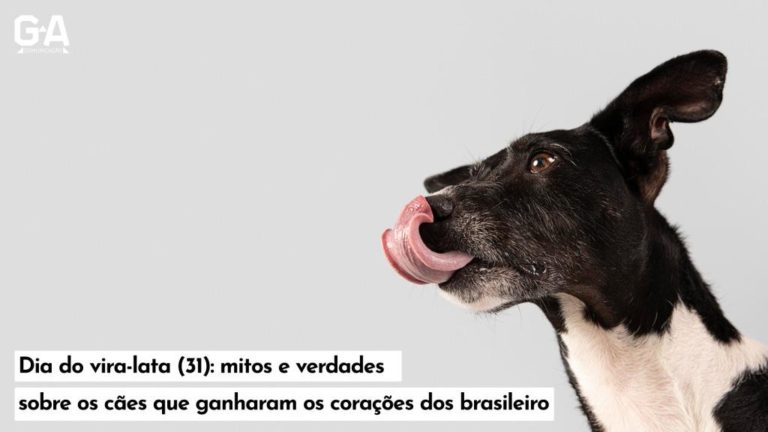 Dia do vira-lata (31): mitos e verdades sobre os cães que ganharam os corações dos brasileiros