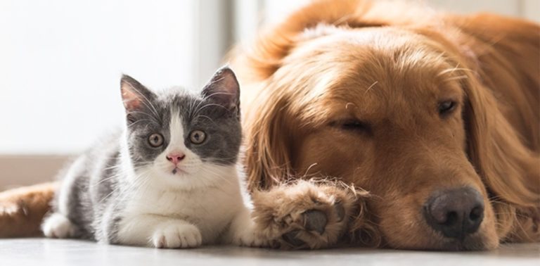 Eles também sentem! A importância do acolhimento emocional aos Pets na Pandemia