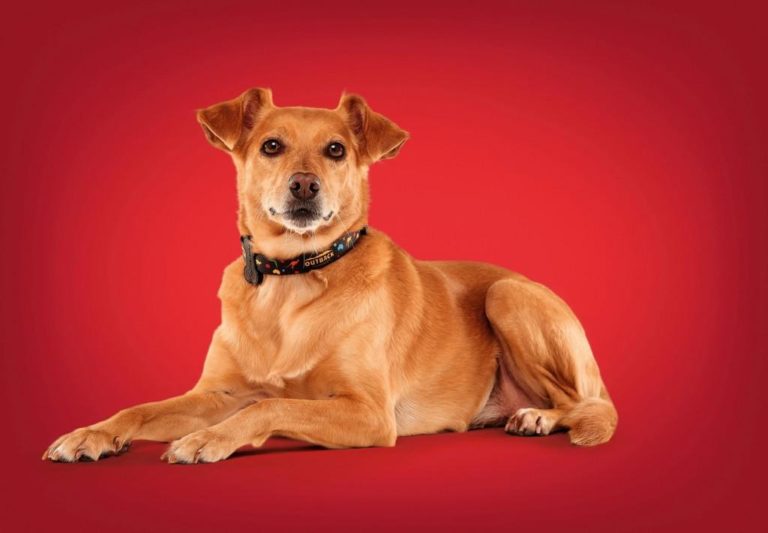 Outback se une à Petz e MeuAuAu para incentivar adoção de cães