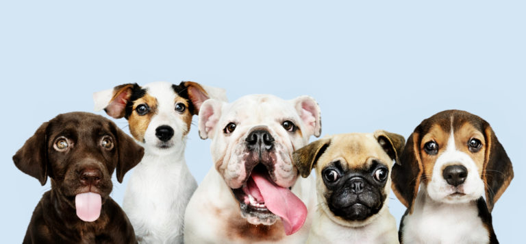 Brasil é o segundo país que mais consome conteúdo pet no mundo