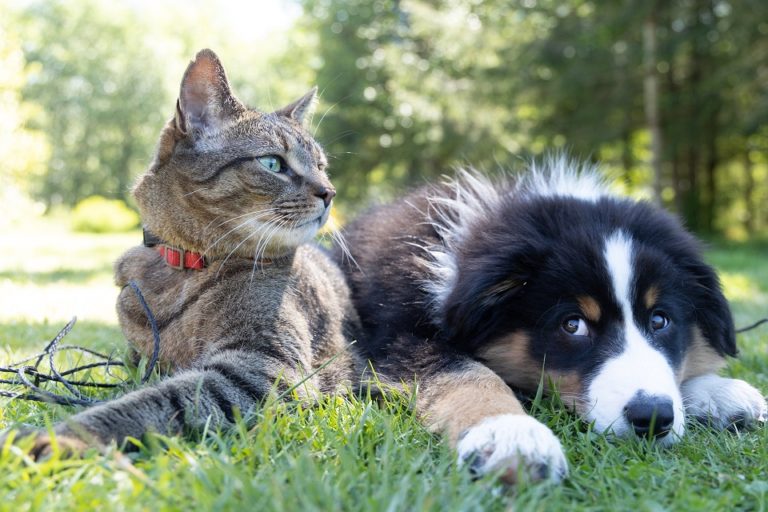 O que nunca mais será igual na vida do seu pet quando a pandemia acabar