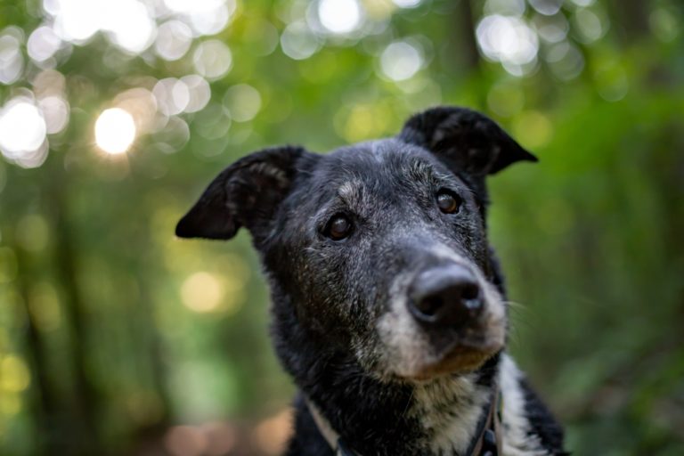 Cães idosos precisam de cuidados especiais?