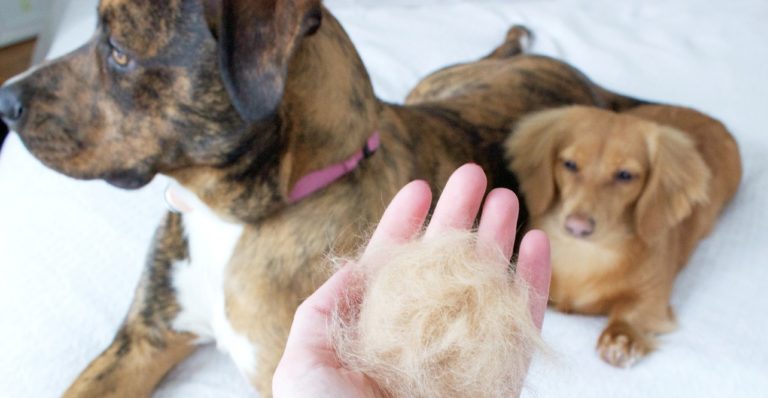 Seu pet também está com muita queda de pelos?