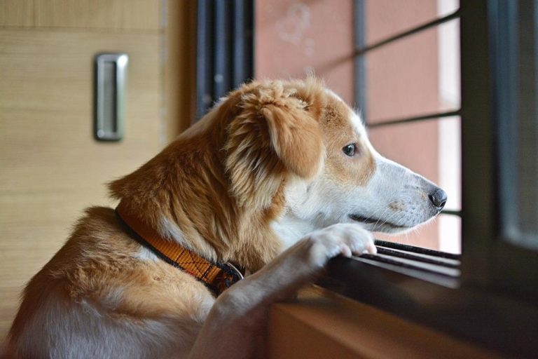 Confinamento na pandemia causa estresse e ansiedade também nos pets