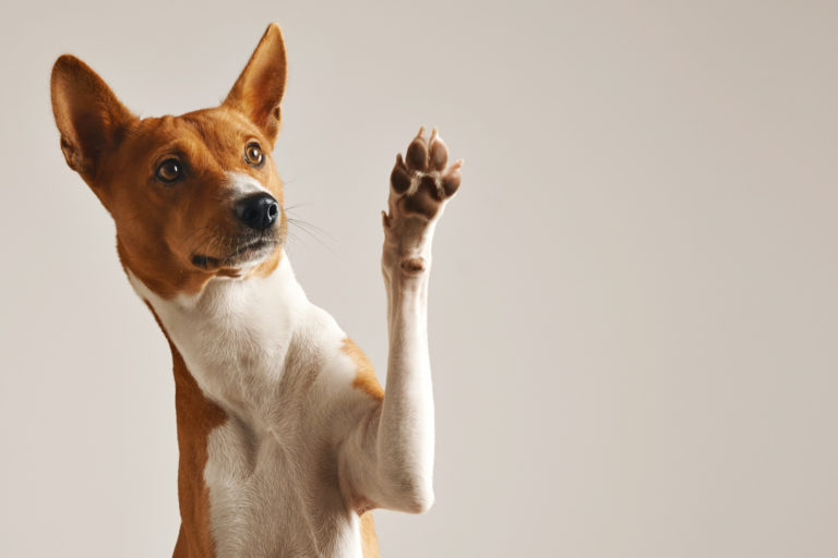 Agosto Verde: campanhas de conscientização movimentam marcas e pet influencers