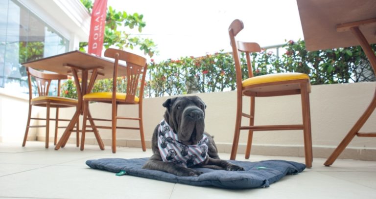 Mês dos Pais de Pets: Hotel Doral Guarujá e Cobasi fecham parceria para comemorar a data