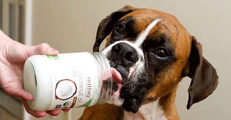 Conheça os benefícios do óleo de coco para o seu pet
