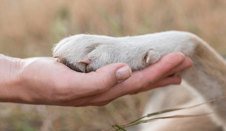 Ceva incentiva a adoção de pets por seus colaboradores