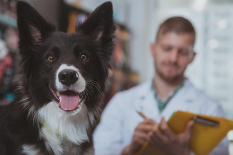 O seu cão está protegido contra a leishmaniose?