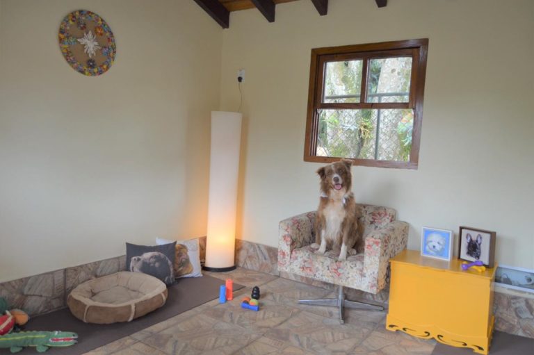 Hotel fazenda para pets oferece suítes exclusivas com programação recreativa personalizada