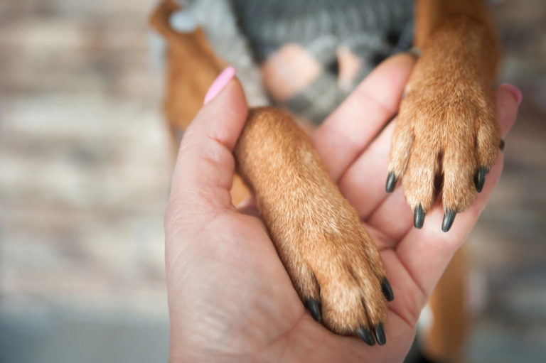 Animais de apoio são suporte emocional e ajudam na depressão