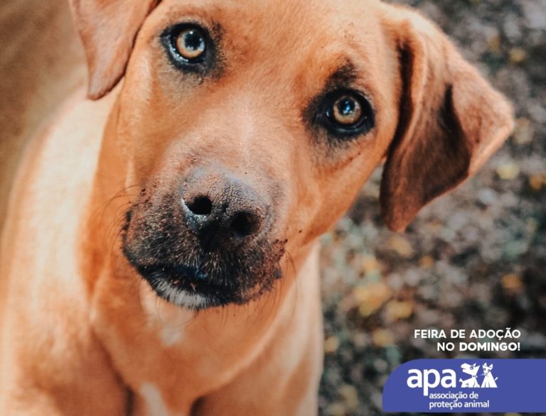 Center Shopping realiza feira de adoção de pets com arrecadação de ração para APA