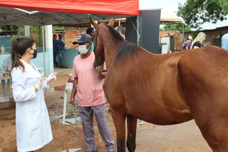 ‘Uberlândia Amiga dos Carroceiros’: Centro Universitário Una e Prefeitura de Uberlândia realizam atendimentos gratuitos para animais de tração