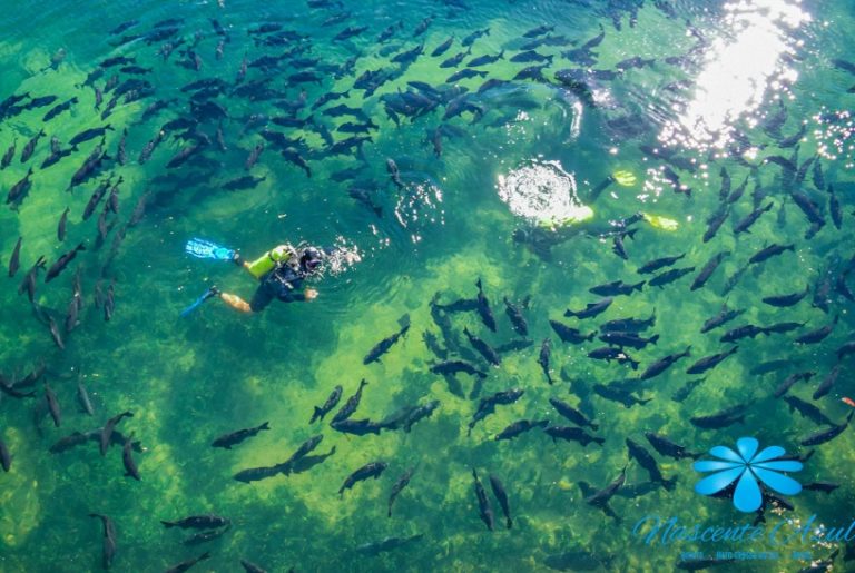 Em Bonito, Nascente Azul ganhará museu subaquático
