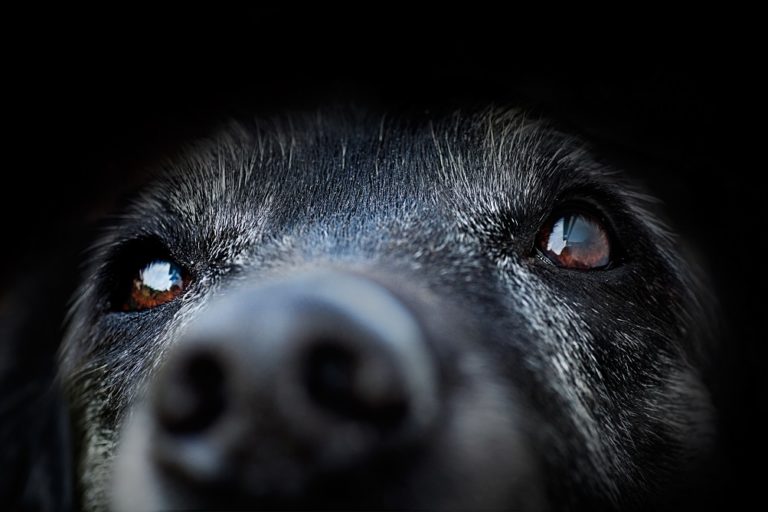 6 importantes dicas de cuidados com os animais idosos
