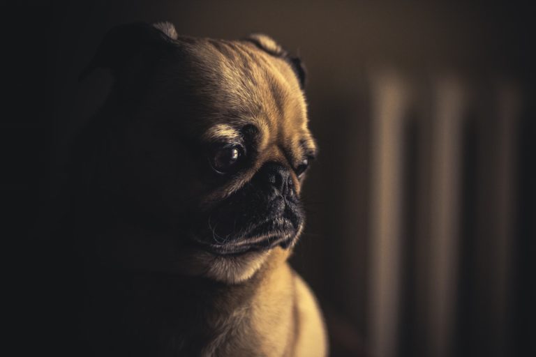 Setembro Amarelo: embora ajudem seus donos no tratamento contra a depressão, pets também podem desenvolver a doença