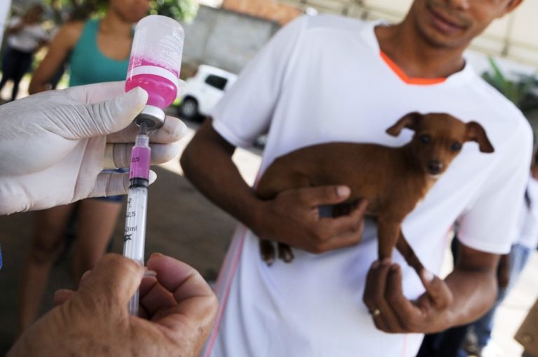 Prefeitura auxilia na doação de vacinas para ONGs e protetores de animais