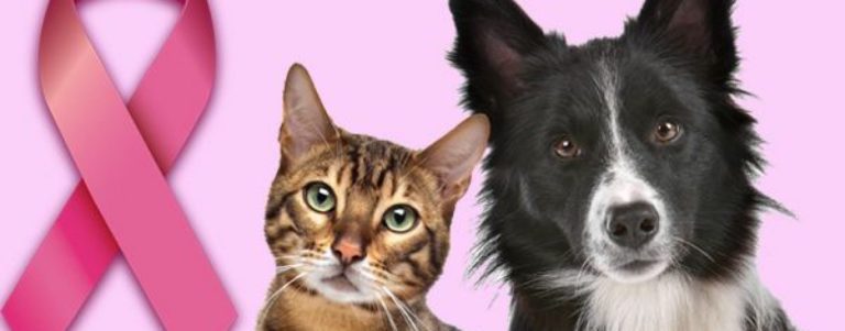 Outubro Rosa: simples palpação ajuda a prevenir câncer de mama nos pets